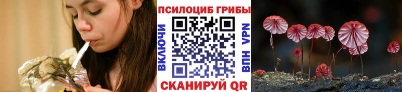 Купить закладки Славгород Псилоцибиновые грибы Psilocybe